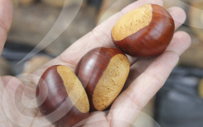 ¿Por qué hablamos de supercastañas?