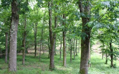 Souto de castaños en Hifas da Terra