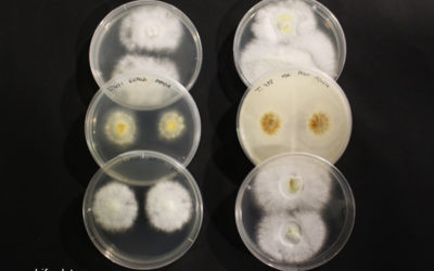 Investigadores de HdT identifican tres nuevas cepas de hongos medicinales en Galicia