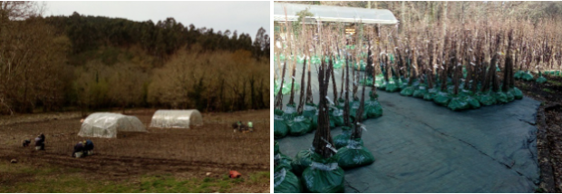 Fig. 7. Izquierda: Labores de injertado de variedades tradicionales de fruto en una de las parcelas del vivero de Hifas Foresta; Derecha: Planta micorrizada lista para su comercialización.
