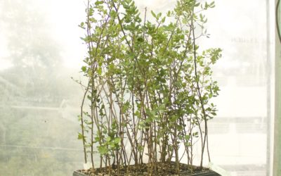 Alcornoque (Quercus suber) micorrizado con Boletus edulis Bandeja 45 uds