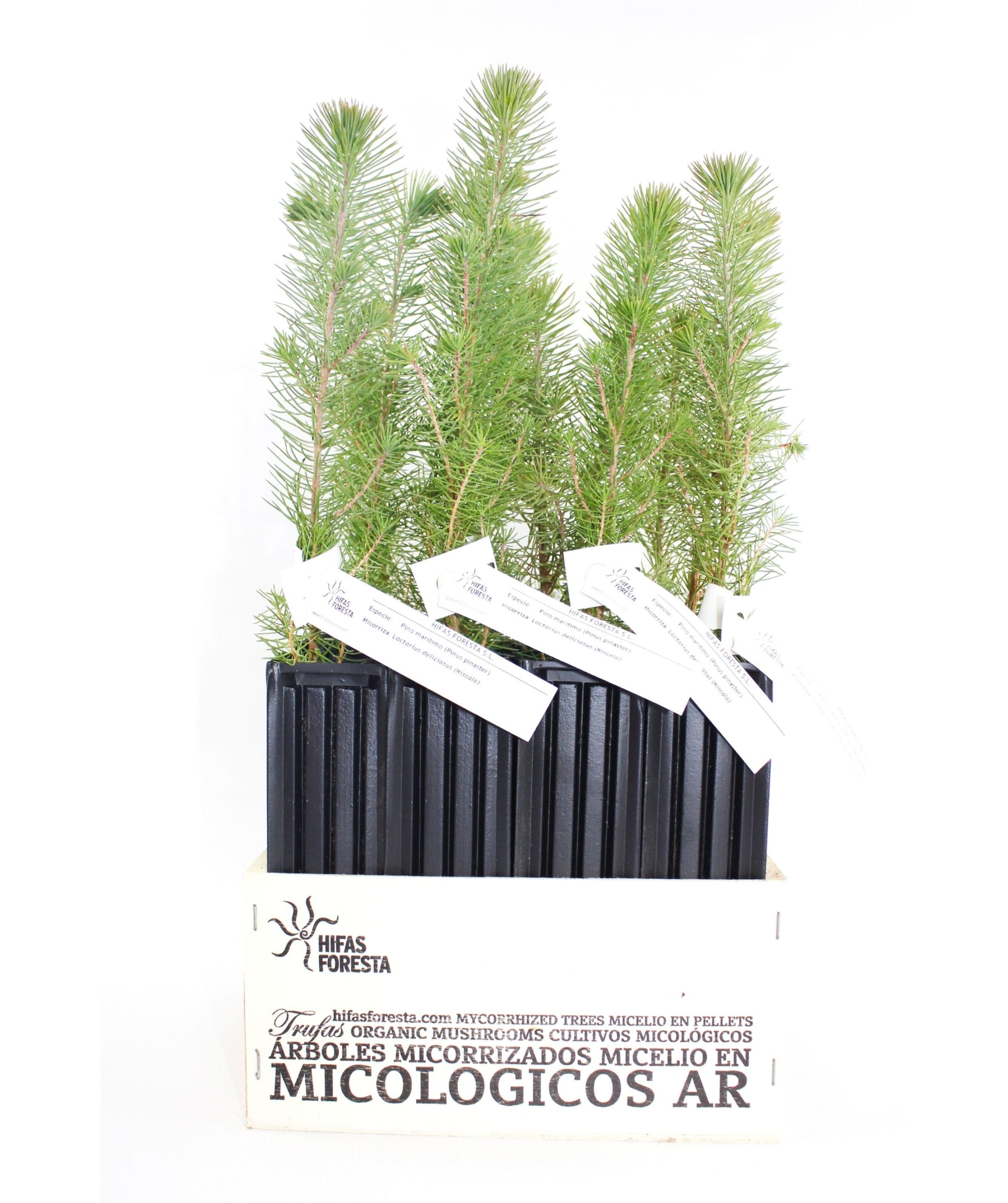 Pinus pinaster micorrizado con Lactarius deliciosus caja 12 uds