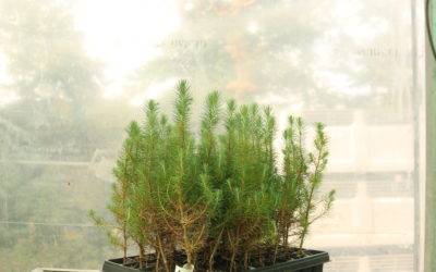 Pinus pinaster micorrizado con Lactarius deliciosus Bandeja 54 uds