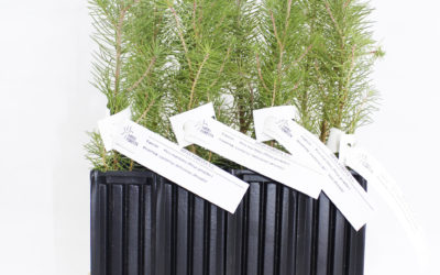 Pinus pinea micorrizado con Lactarius deliciosus caja 12 uds