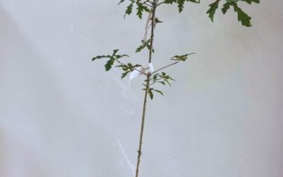 Roble común (Quercus robur) micorrizado con Boletus edulis en maceta