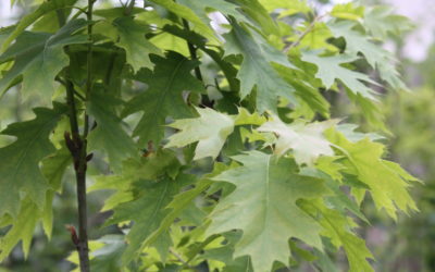 Roble americano (Quercus rubra) micorrizado con Boletus edulis bandeja 45 uds