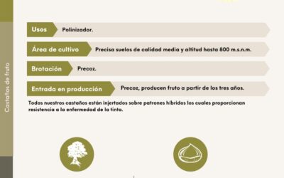 El castaño, un buen recurso económico en tiempos de crisis