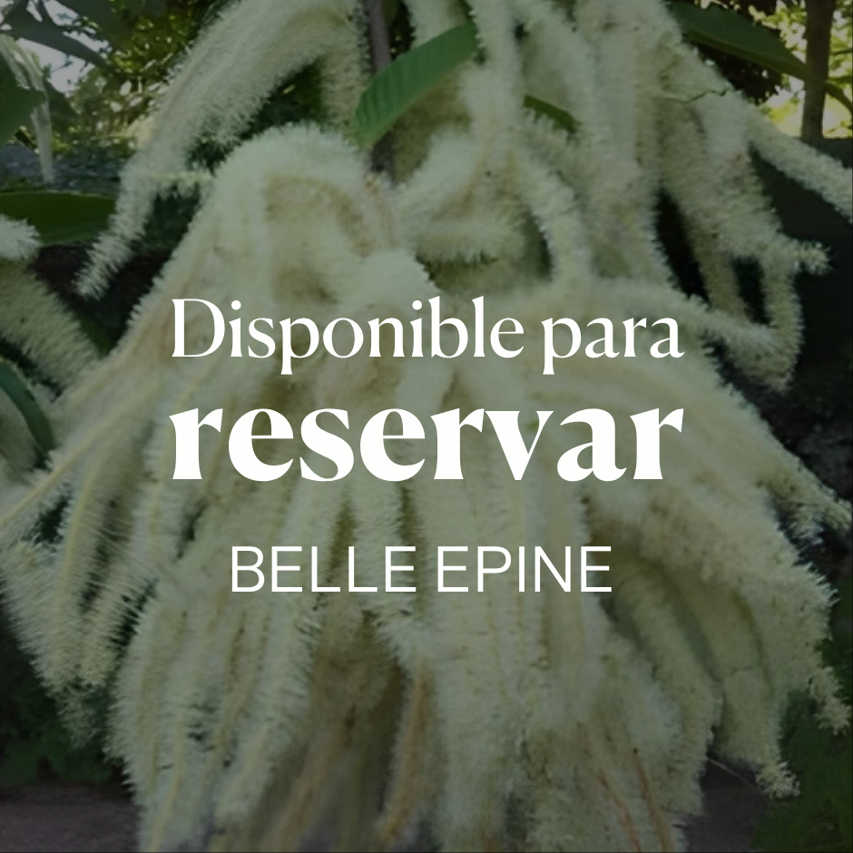 Belle epine